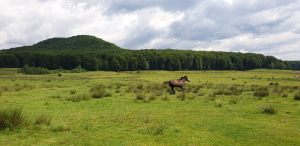 IMG-20210531-WA0009