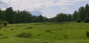 IMG-20210531-WA0010