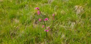 IMG-20210531-WA0036